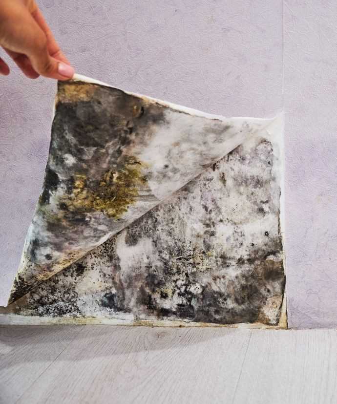 Mould assessment