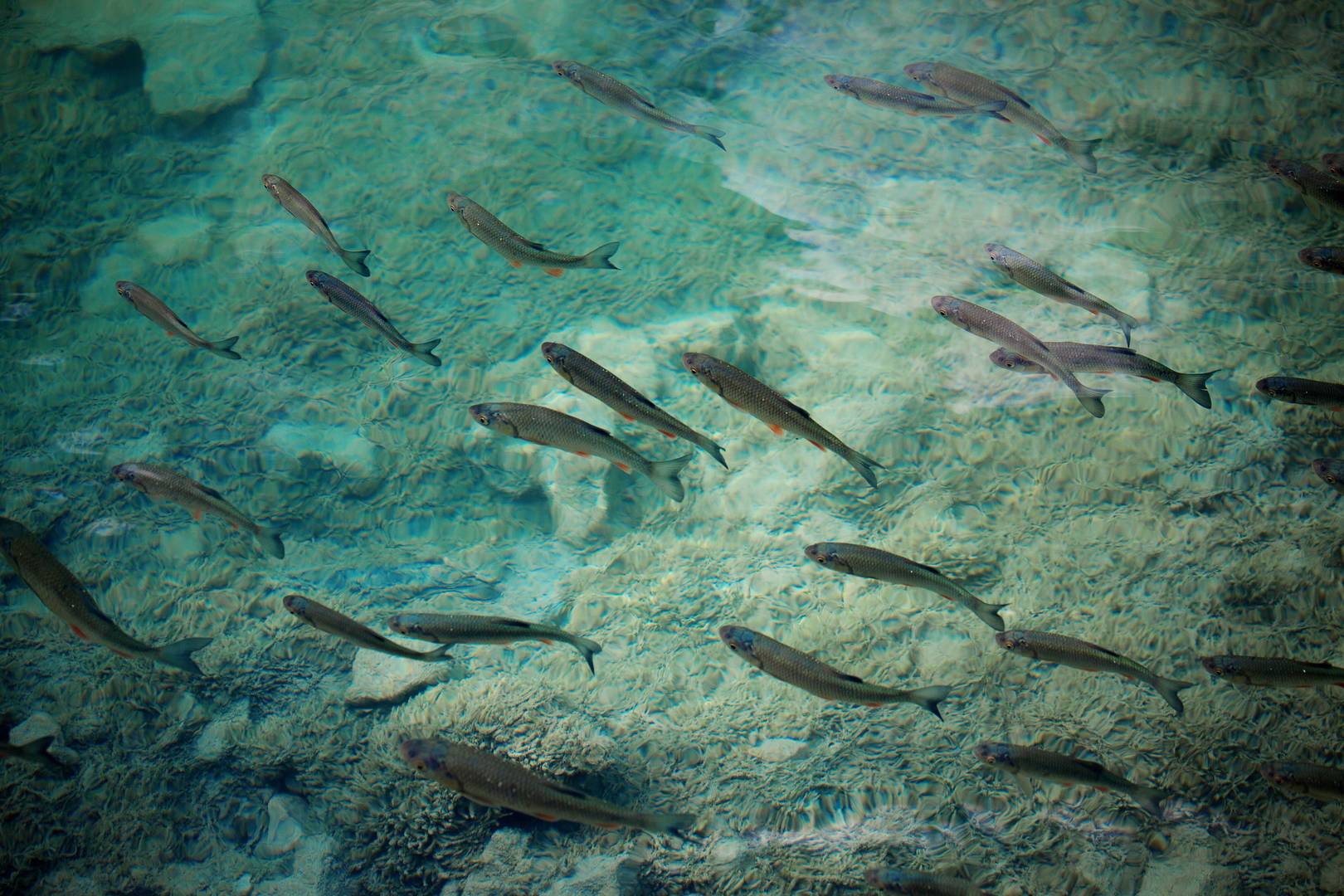 Peixes na água