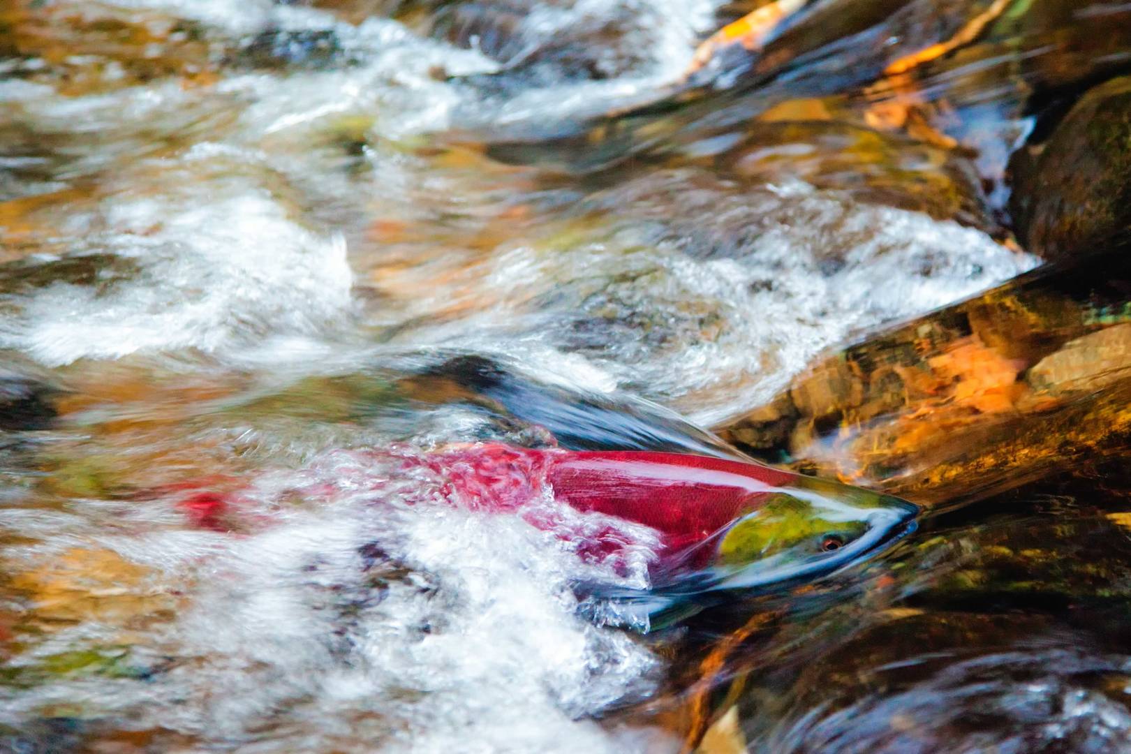 A sockeye salmon pushes upstream