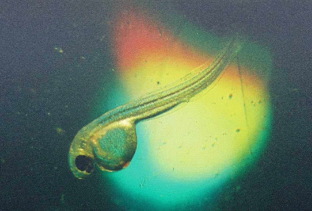 Fathead minnow swimming