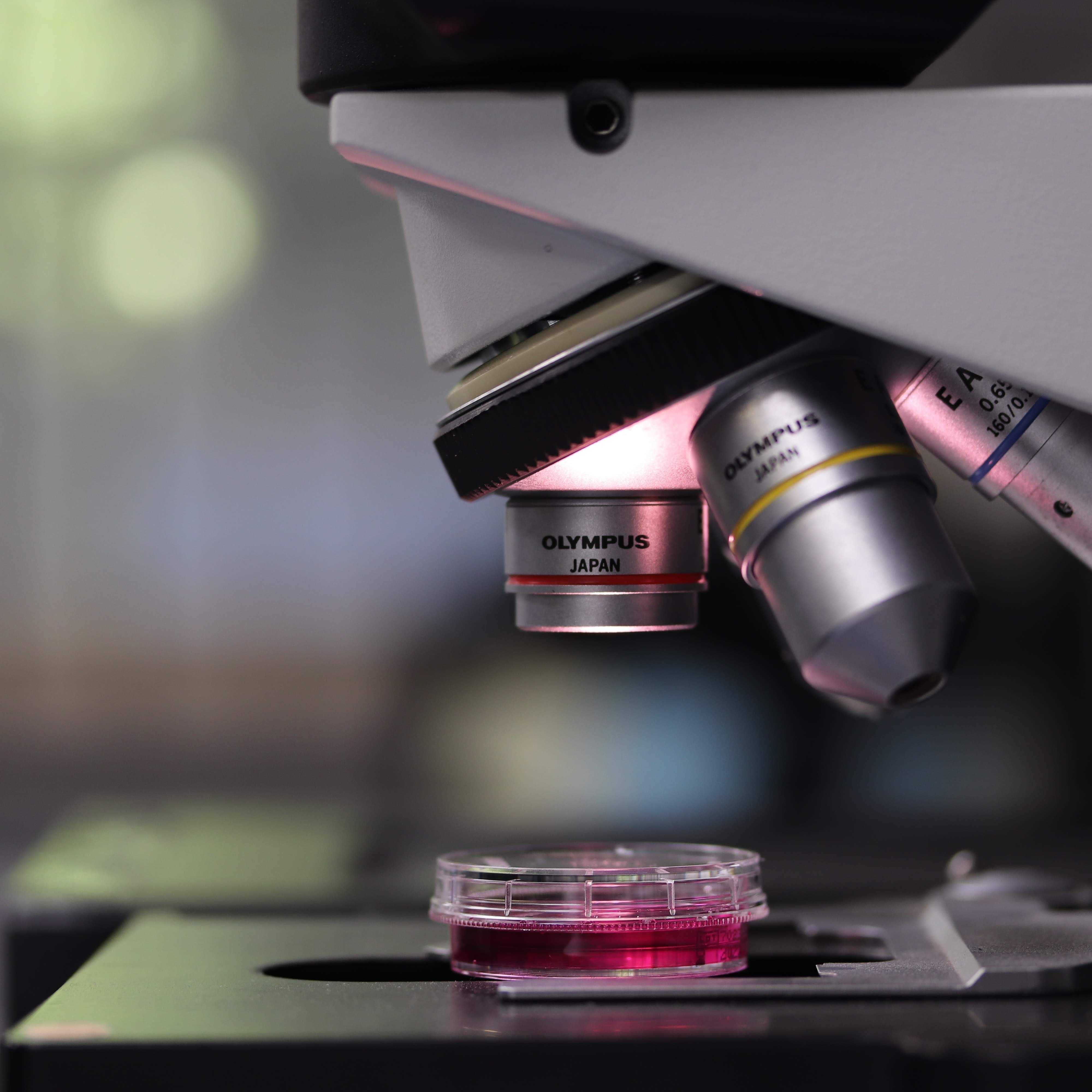 Analyse mit Mikroskop | Labor Analytik |Analyse | Mikrostoffe 