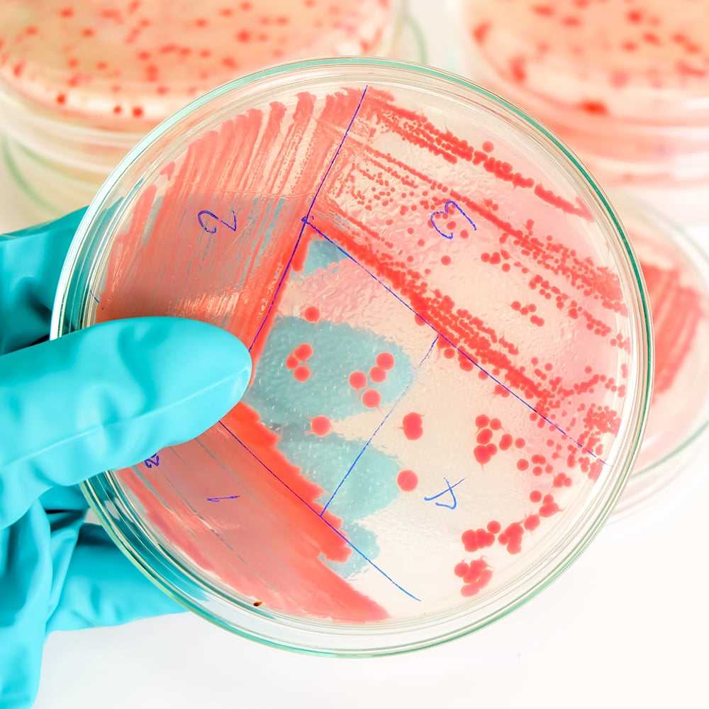 Microbiological_Testing