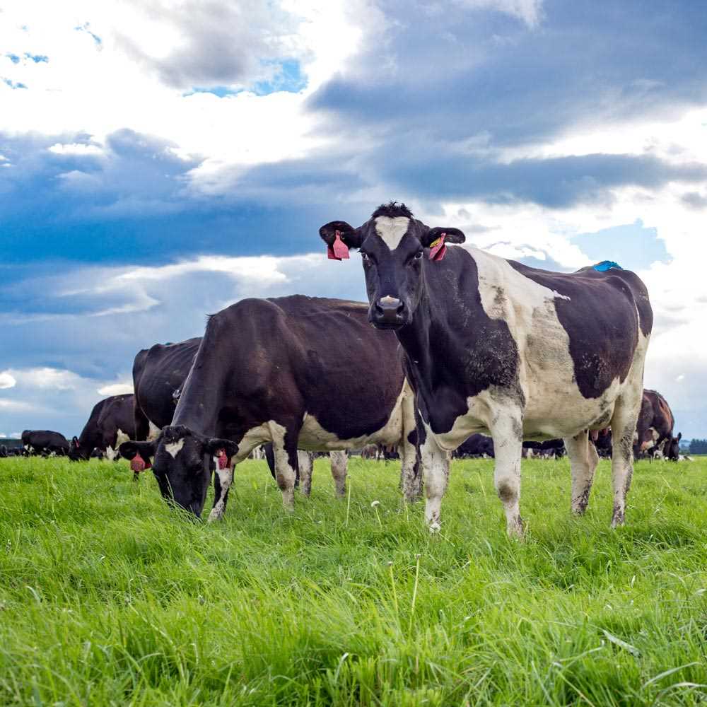 Kühe auf einer Weide