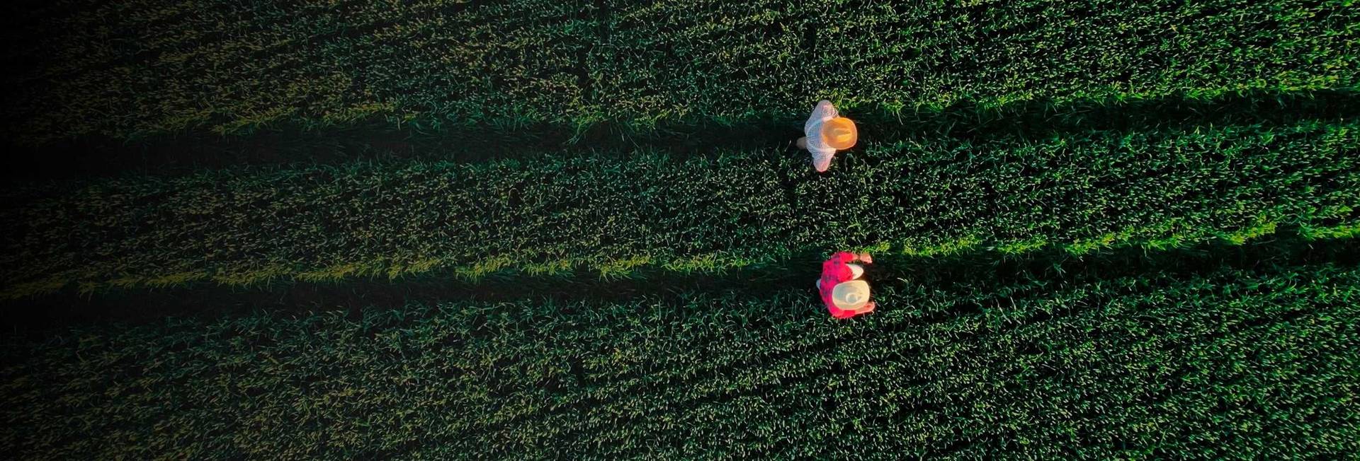 Two men in crop field