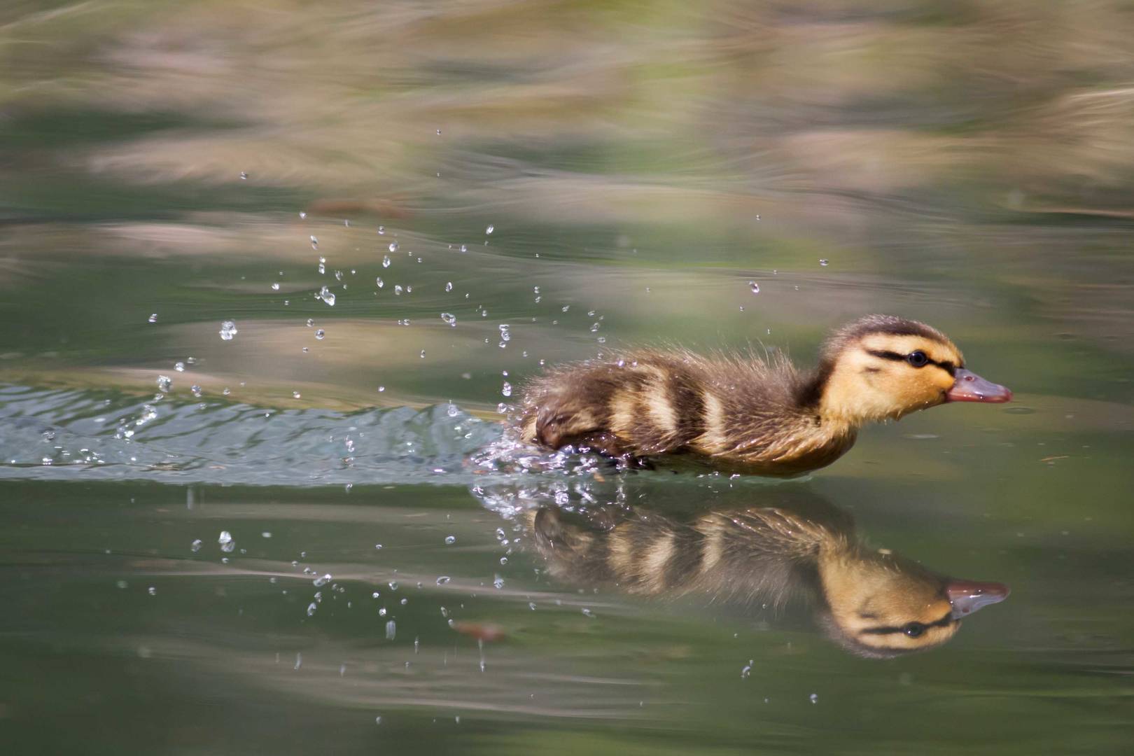 surface water