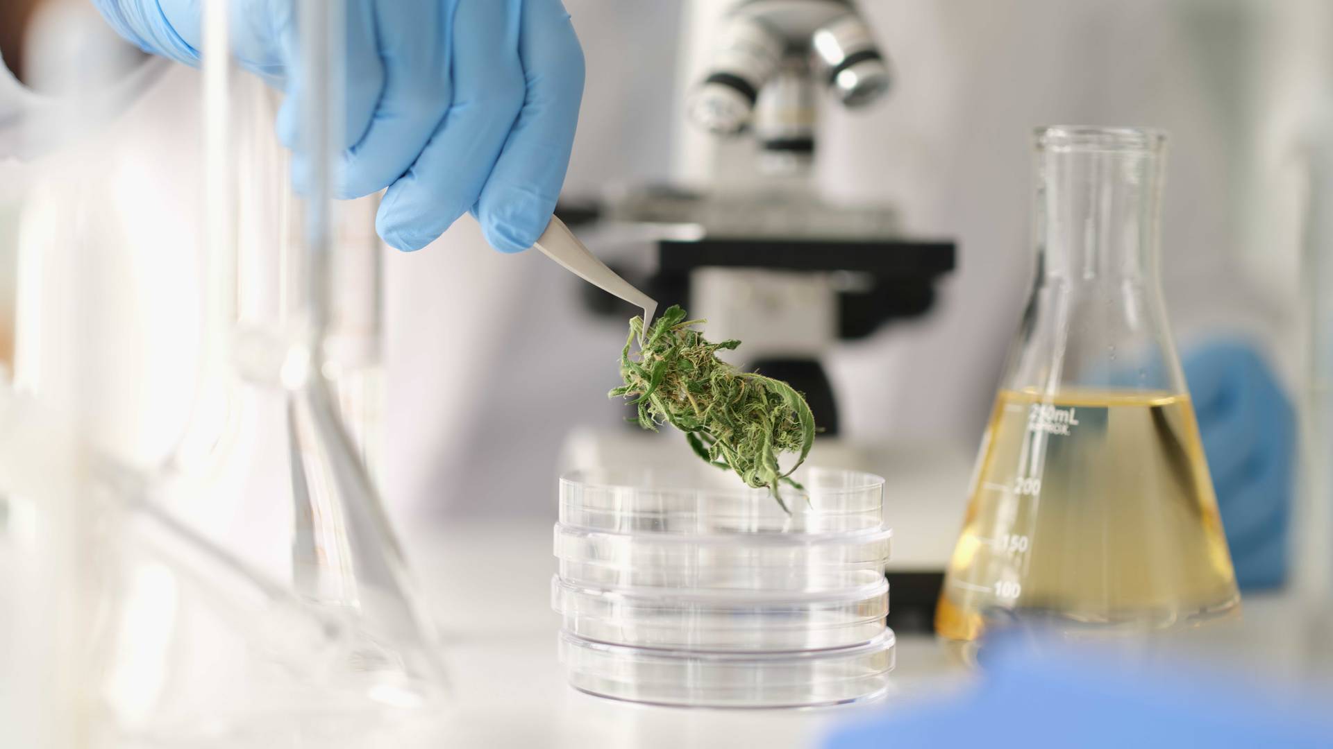 picture of cannabis being testing in a lab, alongside petri dish and microscope
