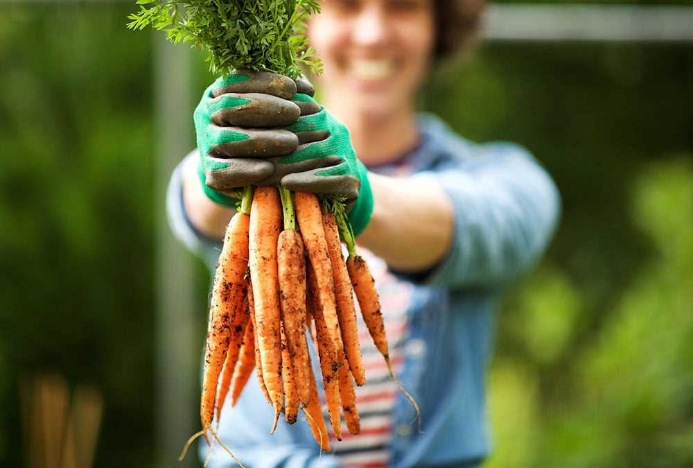 A person wearing gardening gloves holds a bunch of freshly harvested carrots.