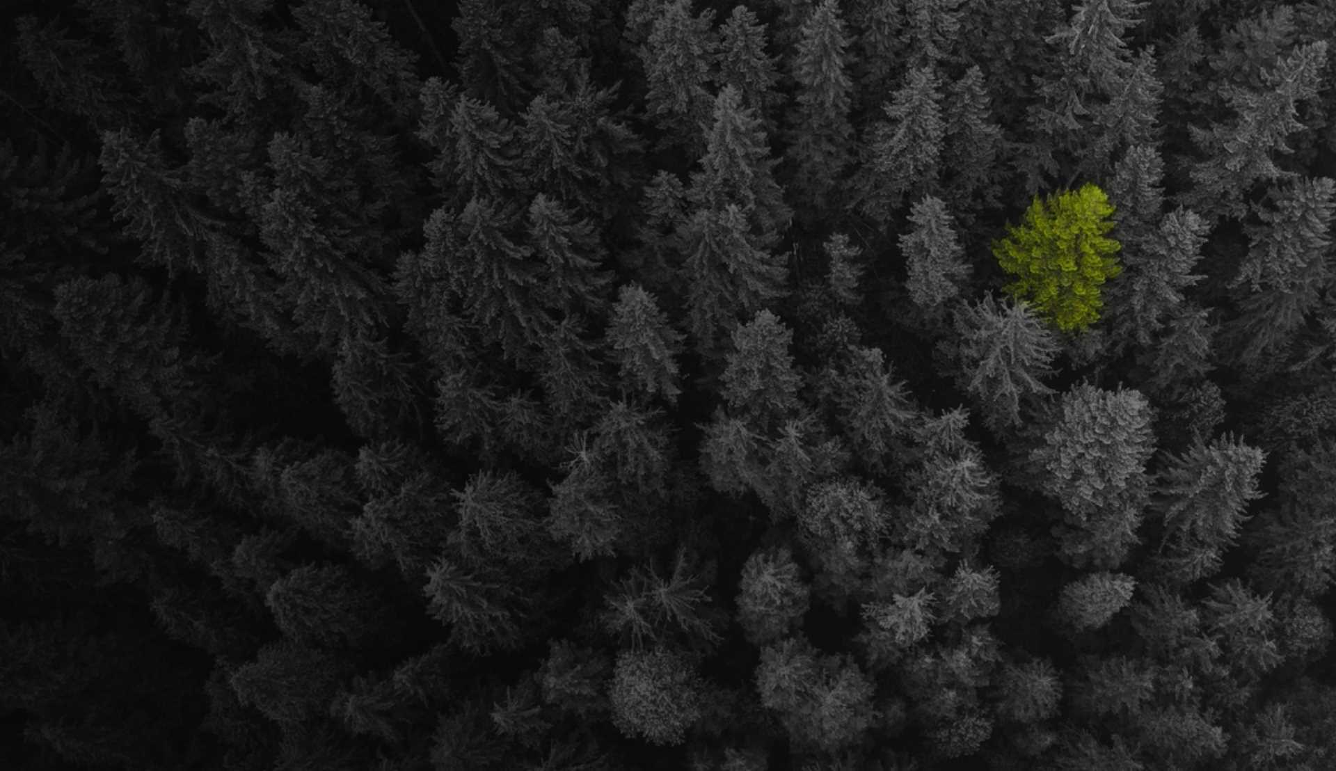 A dark forest with one bright green tree highlighted