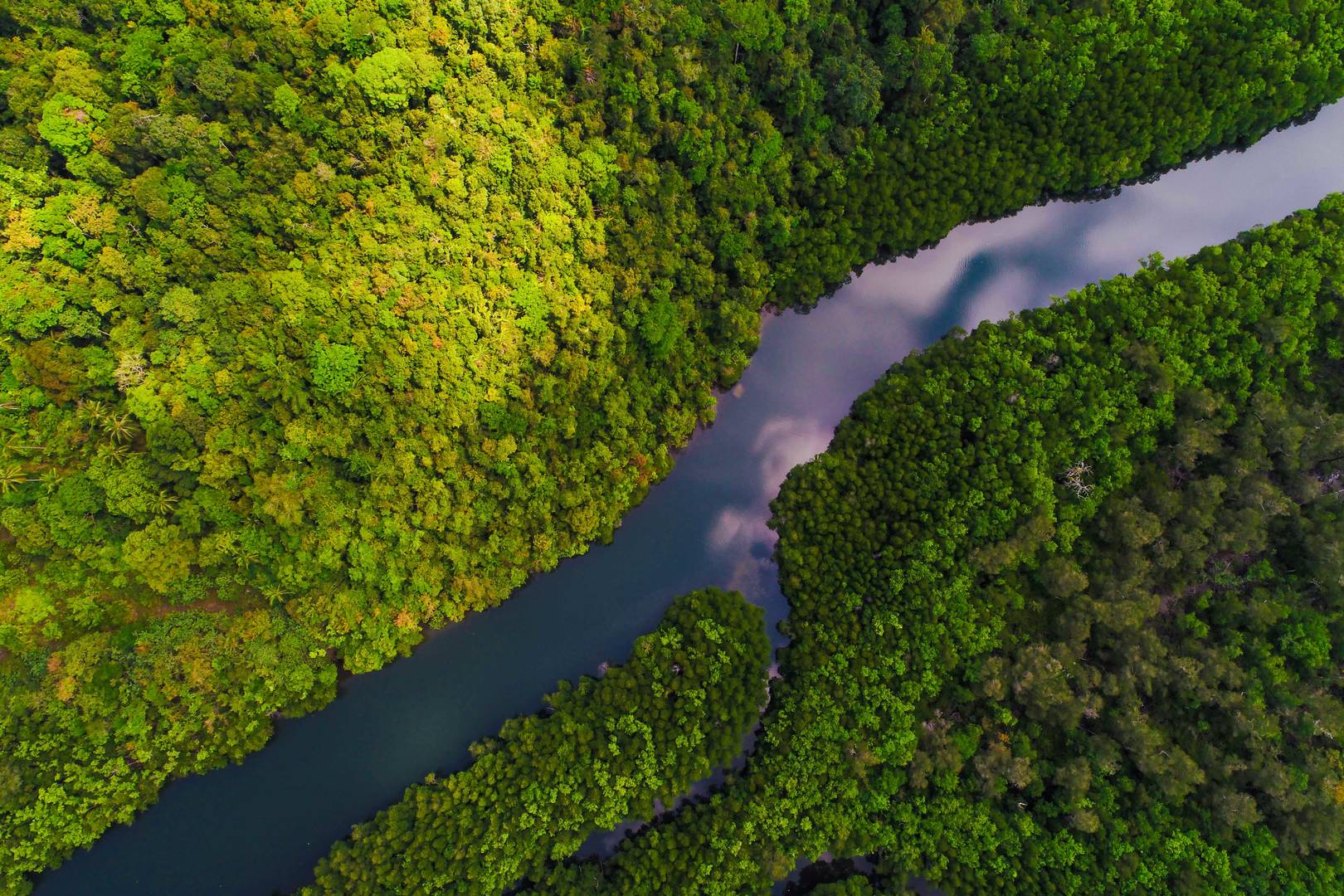 river surrounded by forest