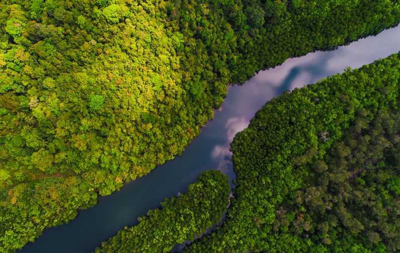 river surrounded by forest