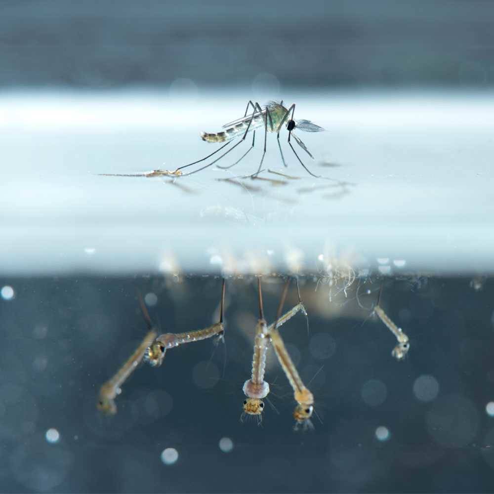 Mosquito larvae