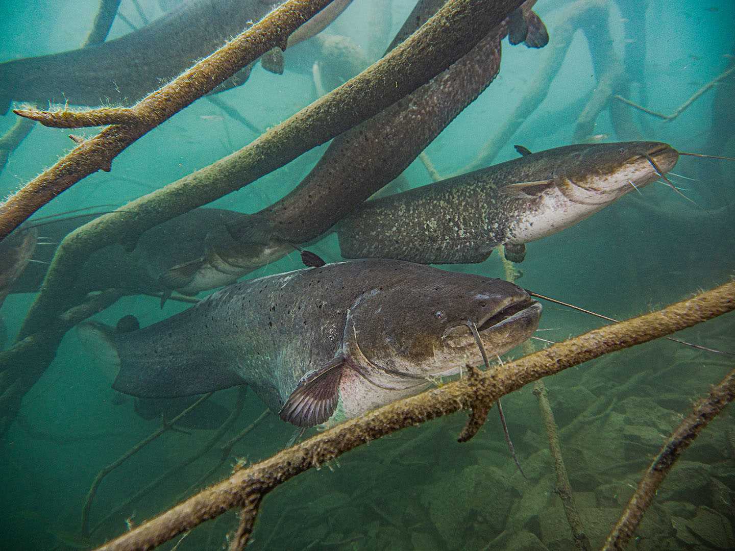 Catfish and other fish commonly bioaccumulate PCBs, which move up the food chain into humans.