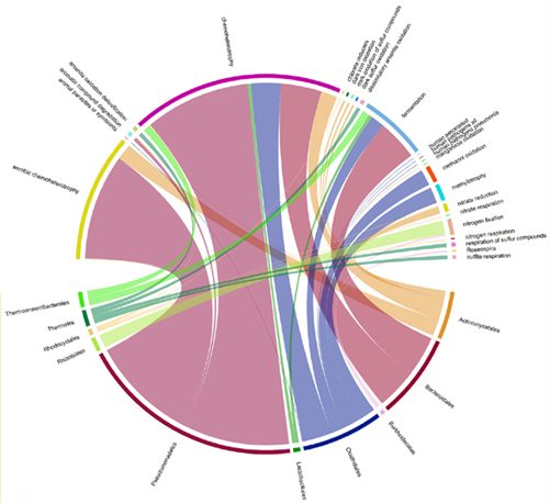 Chord diagram showing relative abundance of functional groups based on taxa