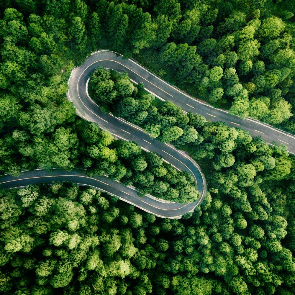 Winding road through forest