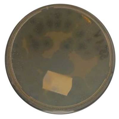 Image of a sample that is too contaminated for plaques to be enumerated and evaluated.