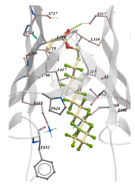 A gull docking model of 8:2 Fluorotelomer acrylate in the binding pocket of transthyretin