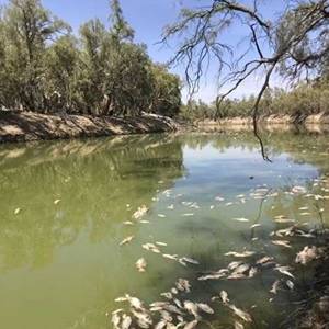 Mass fish mortality