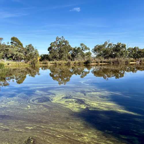 Microcystis bloom on farm dam