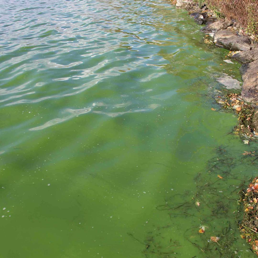 cyanobacteria in lake