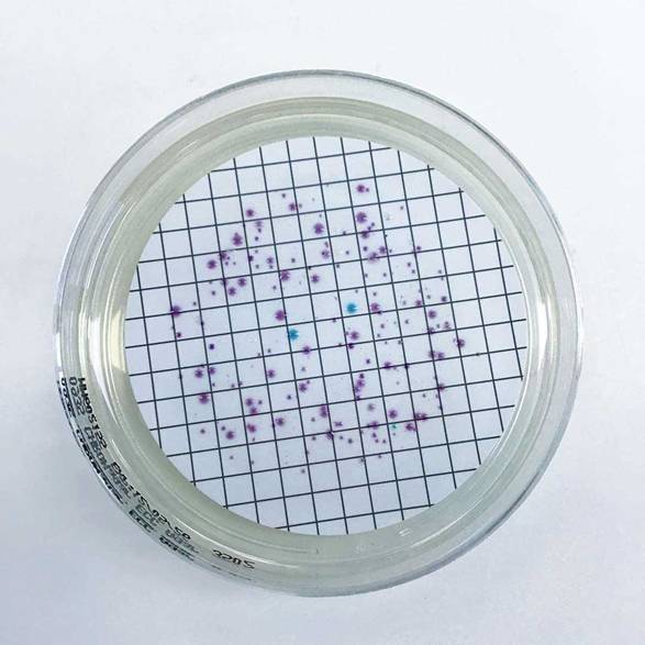 Figure 2. Colony development on chromogenic agar after 18–24 hours incubation. Putative E. coli (blue), coliform (purple) and non-coliform colonies (cream) are visible.