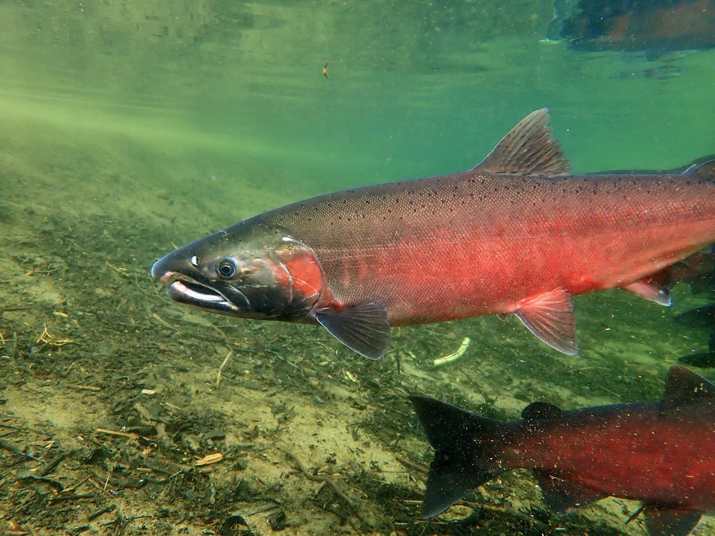 Coho Salmon - web image