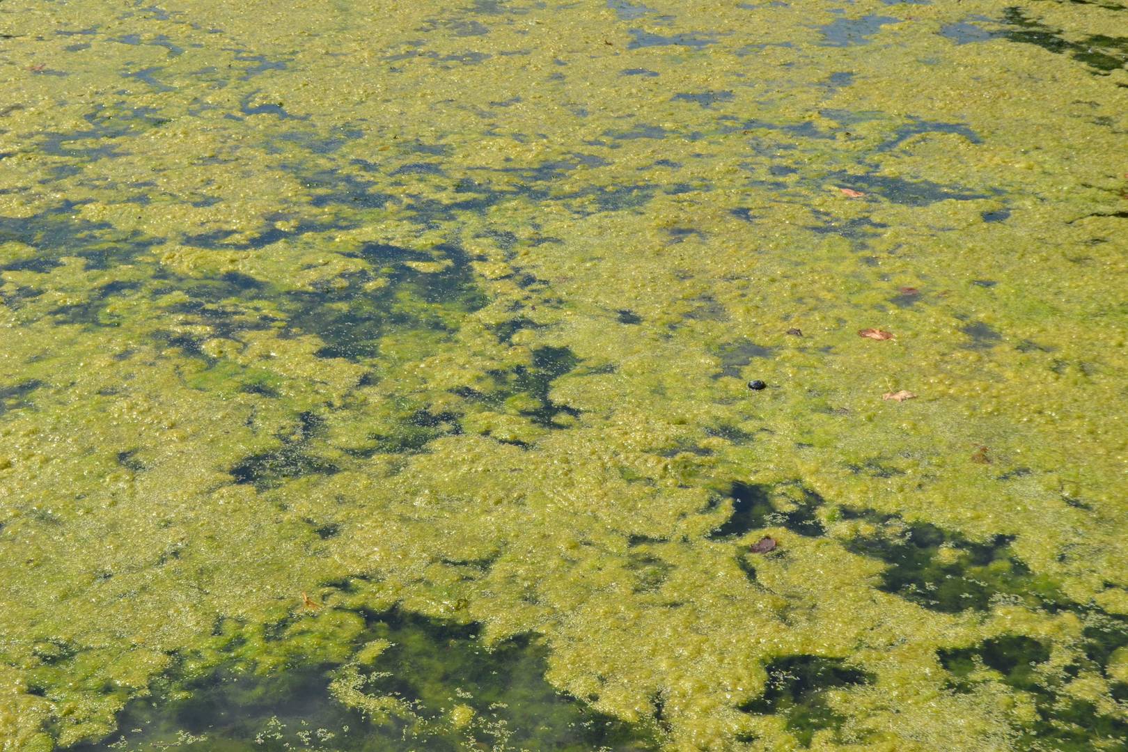 Severe Eutrophication