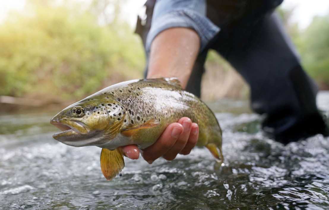 fish release biopsy sampling