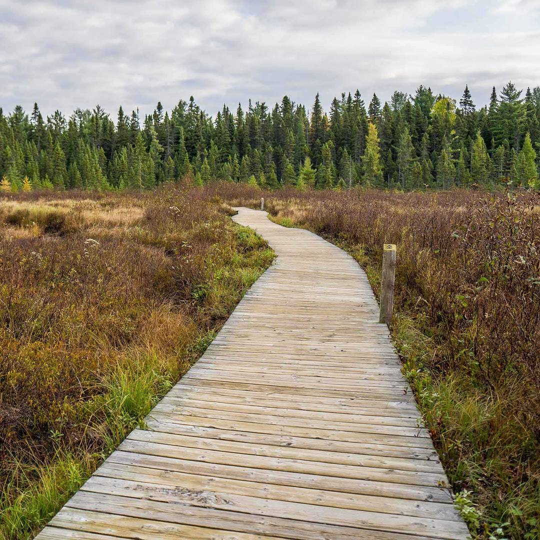 Fig 1.  Peatland or Muskeg ecosystems are common in Canada