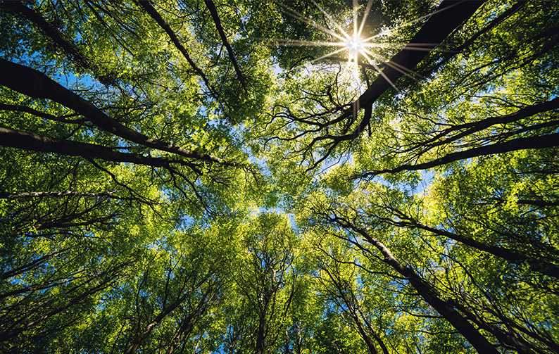 Looking up at trees