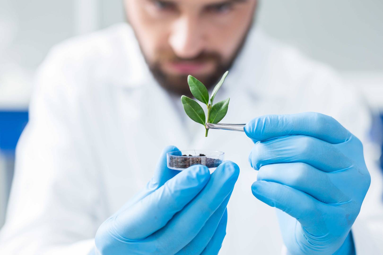 man looking into sample in petri dish