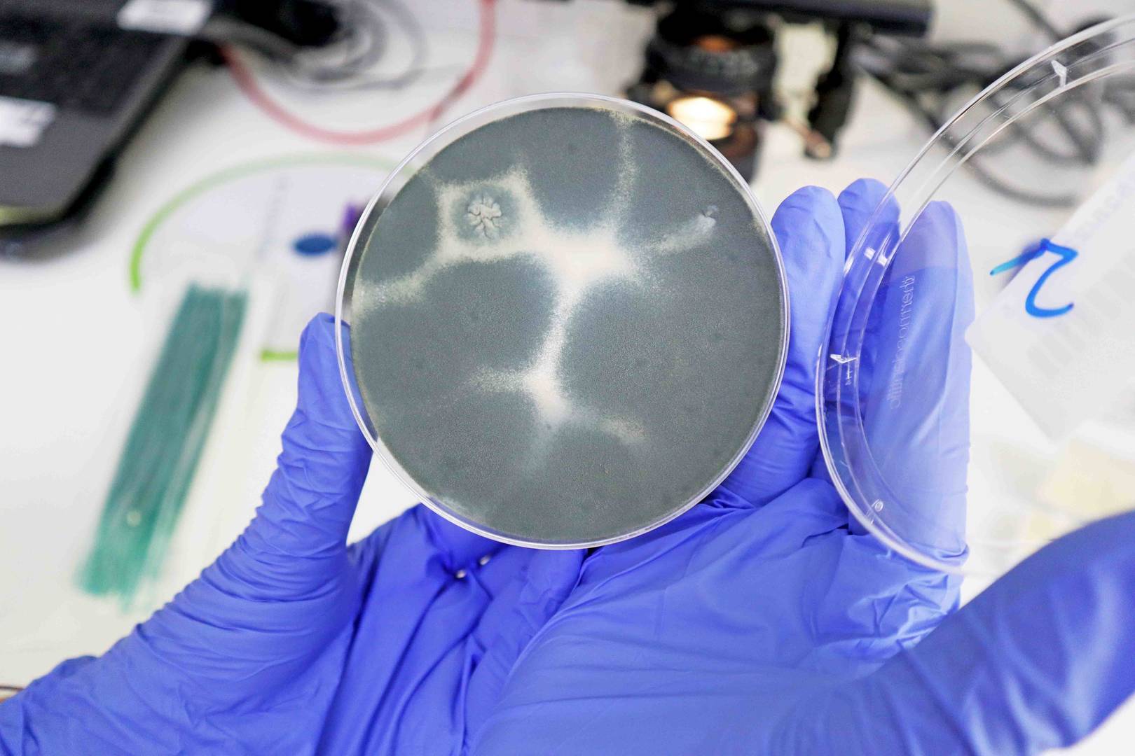 Mão com luva a segurar caixa de Petri com cultura de bolor em ambiente laboratorial.