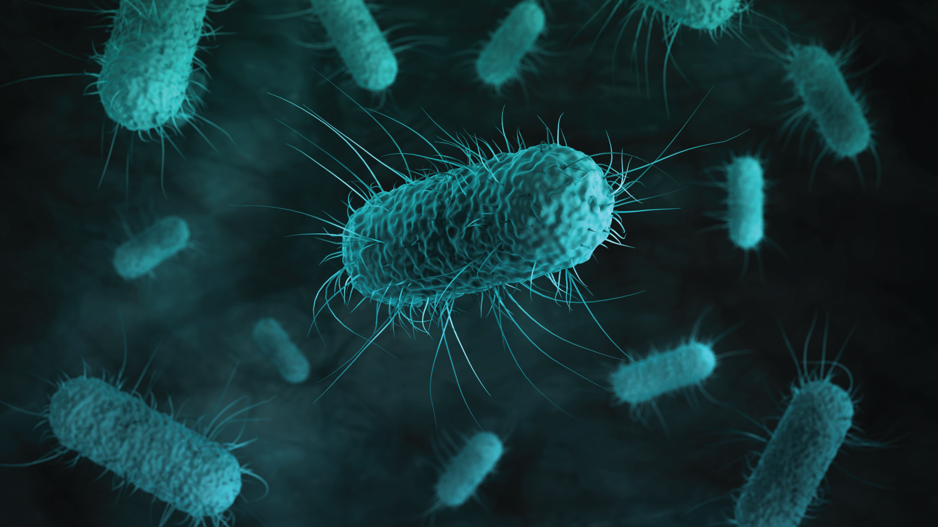 a computer rendition of shiga toxin e.coli