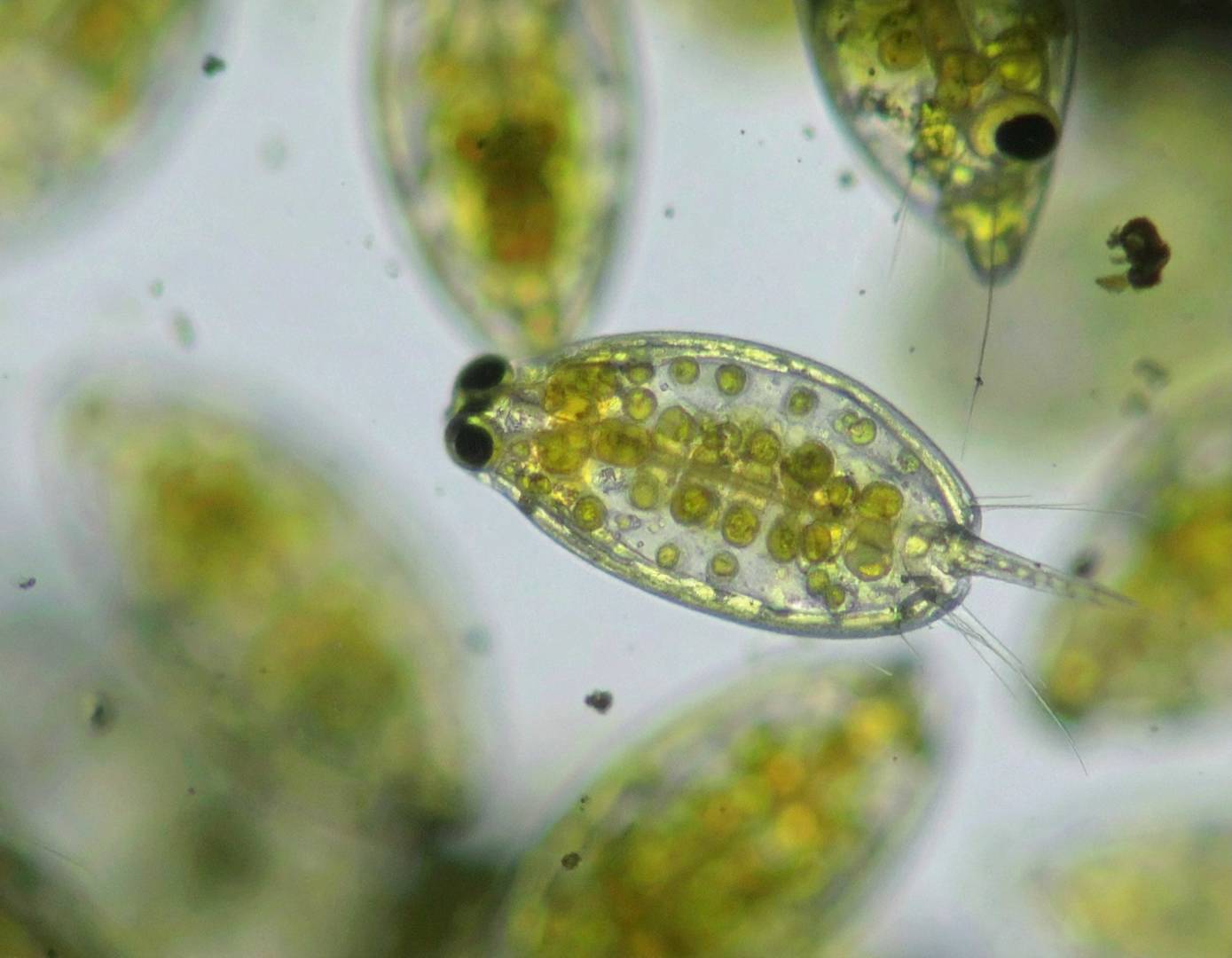 Daphnia Magna