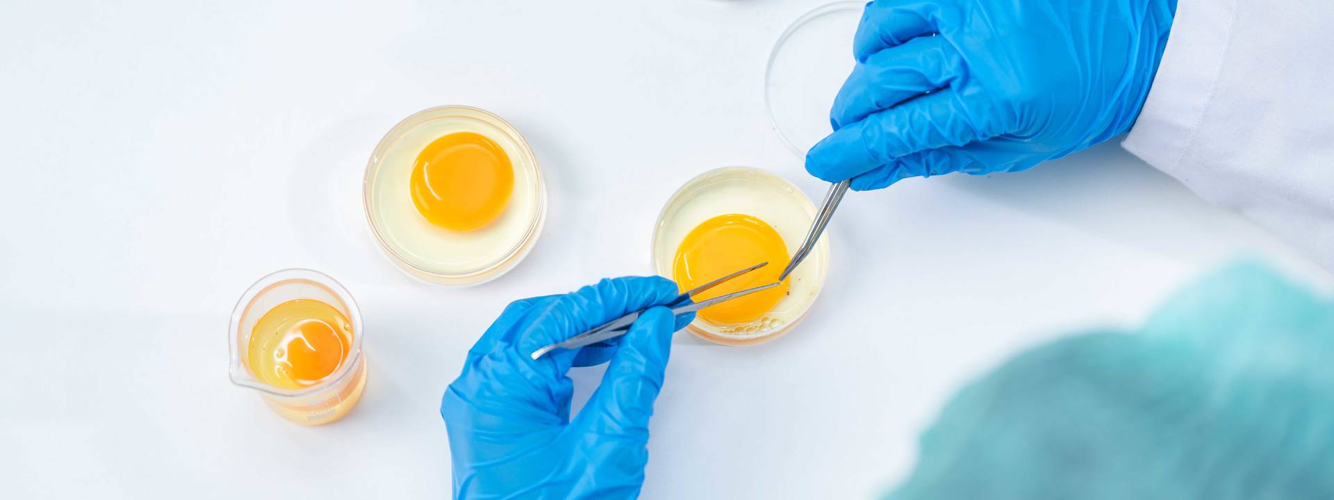 laboratoř slepičích vajec v zemědělském zpracovatelském průmyslu nebo ve výzkumu kontroly kvality potravin, odborná inspekce pracující na vědecké analýze testu v oblasti bezpečnosti biologie medicíny, biotechnologický koncept