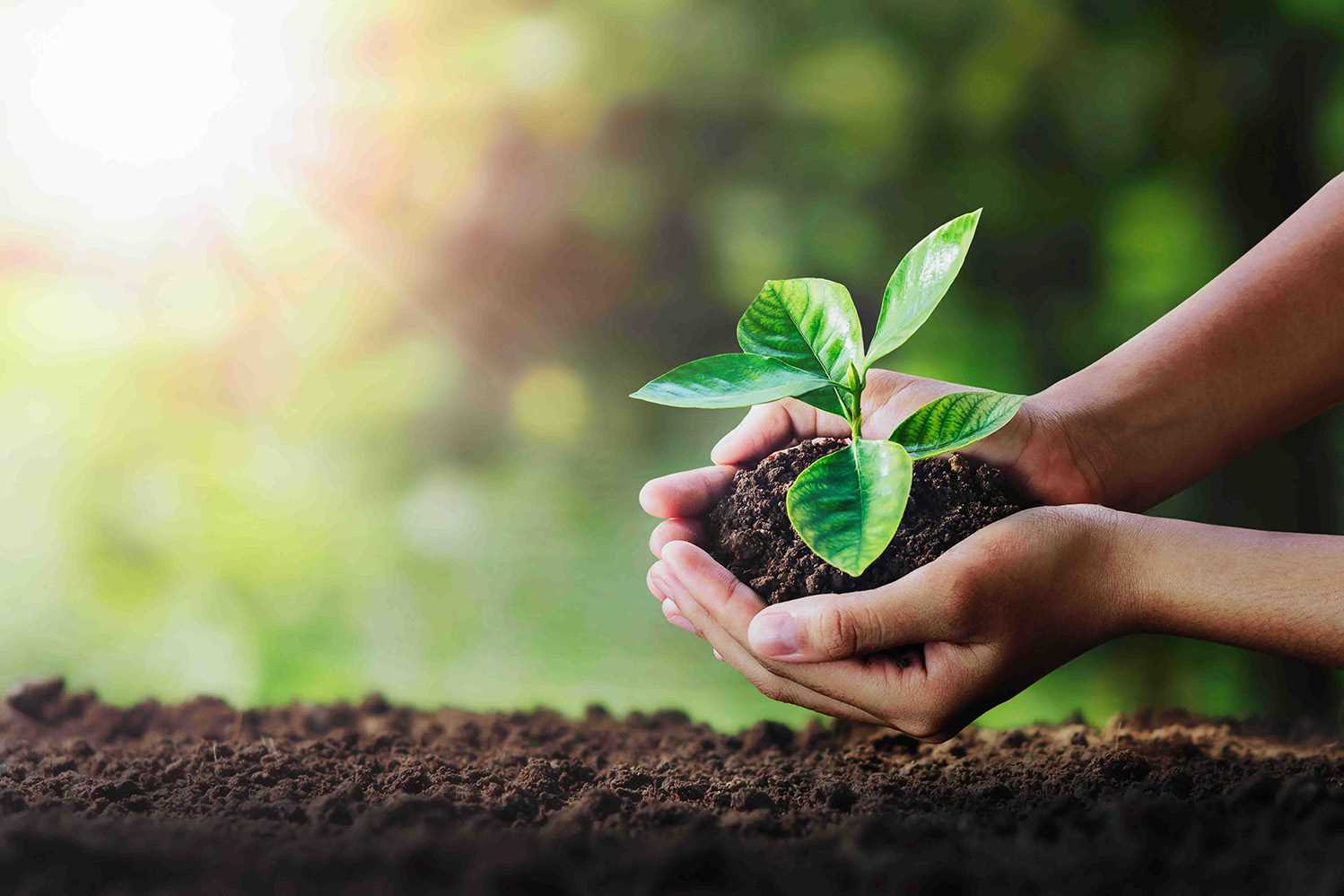 İki el, toprak dolu bir fidanı tutuyor.