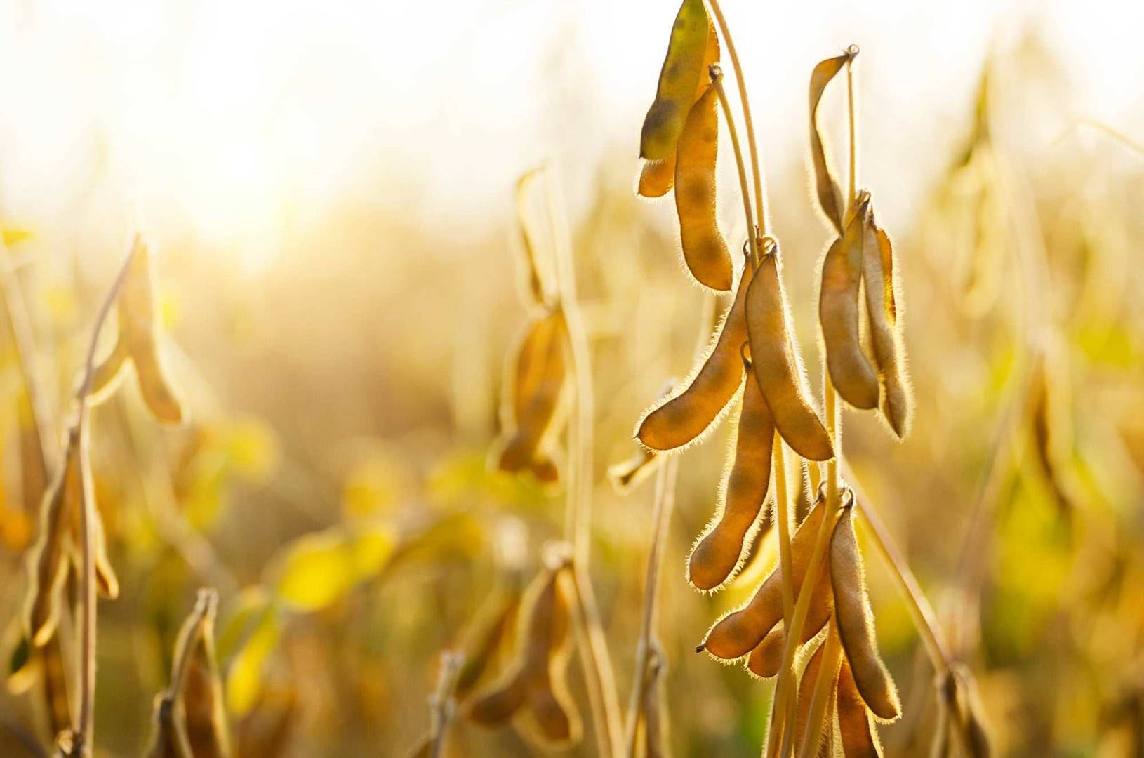 soy beans, allergen