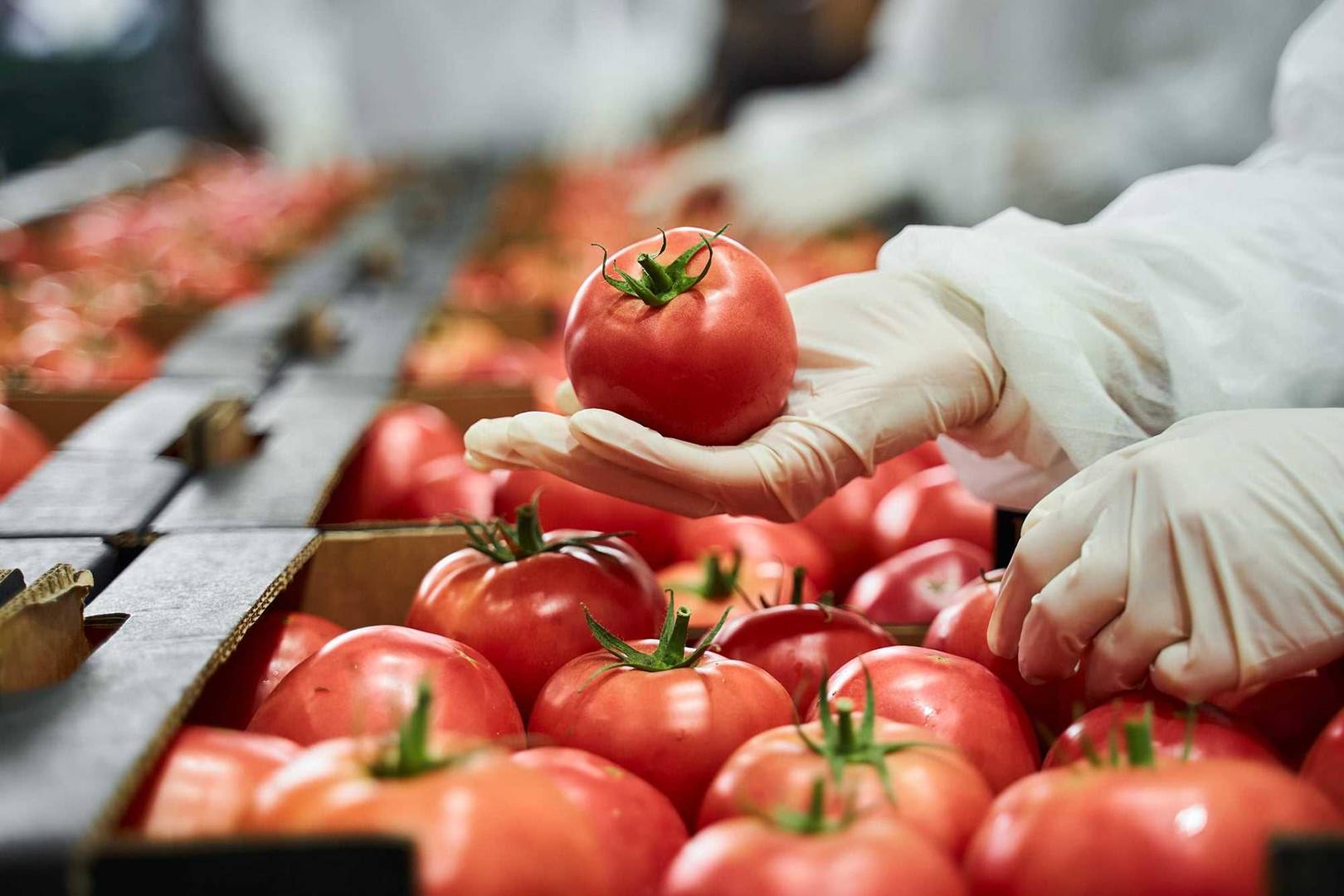 food manufacturing tomato
