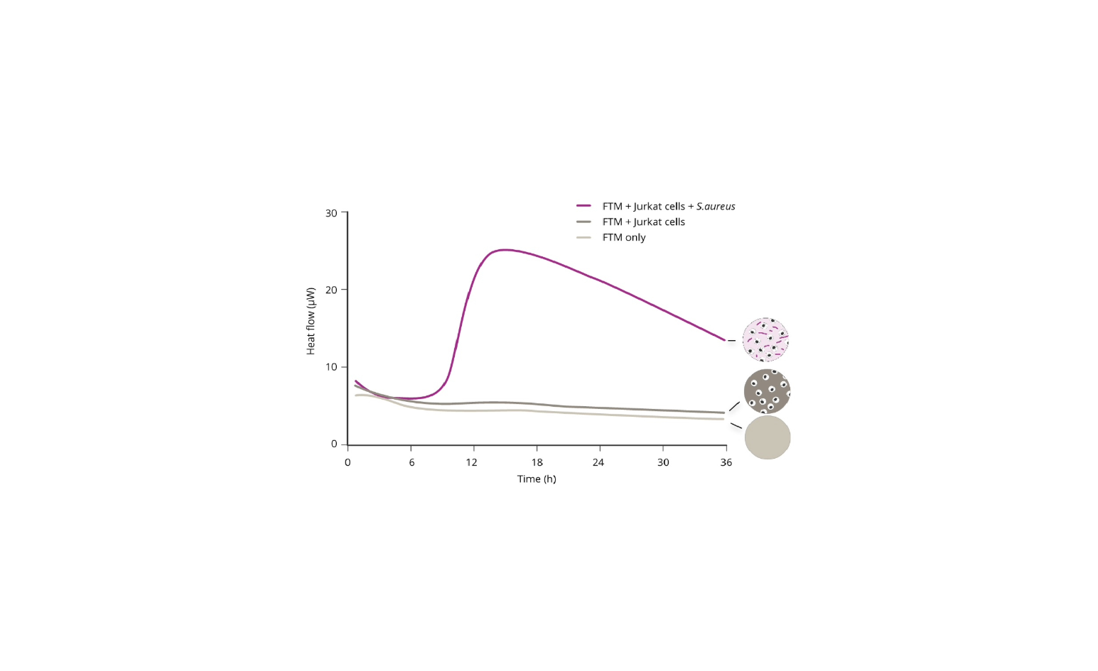 Linje­diagram som visar värmeflöde över tid i tre FTM‑betingelser: FTM + Jurkatceller + S. aureus, FTM + Jurkatceller samt FTM ensam.