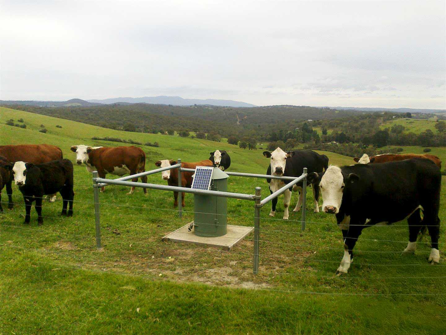 Cows in a field surrounding instrumentation