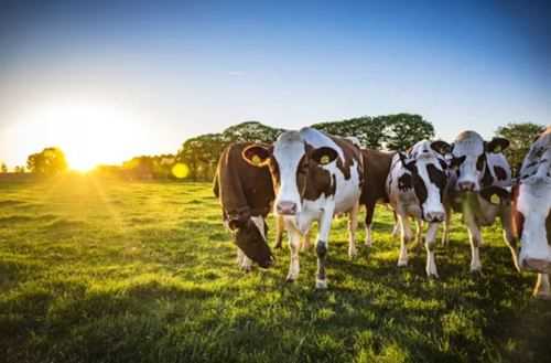 Dairy cows standing in a field