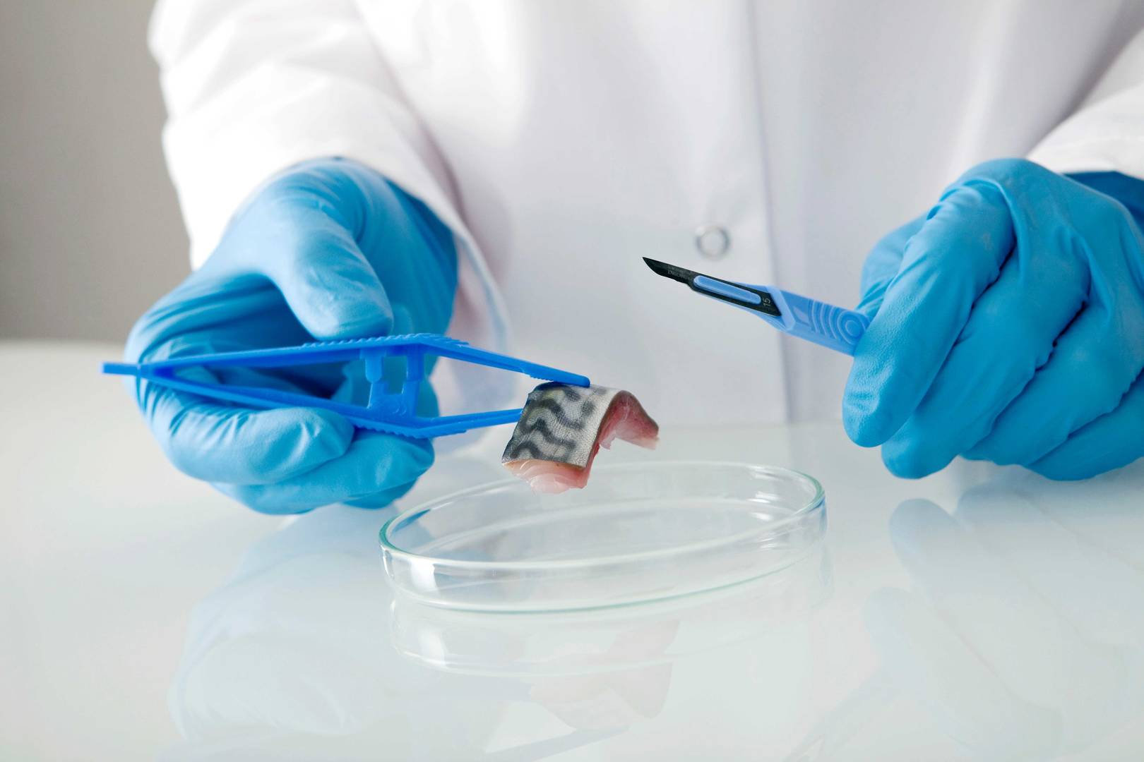 Fisk som puttes i petriskål