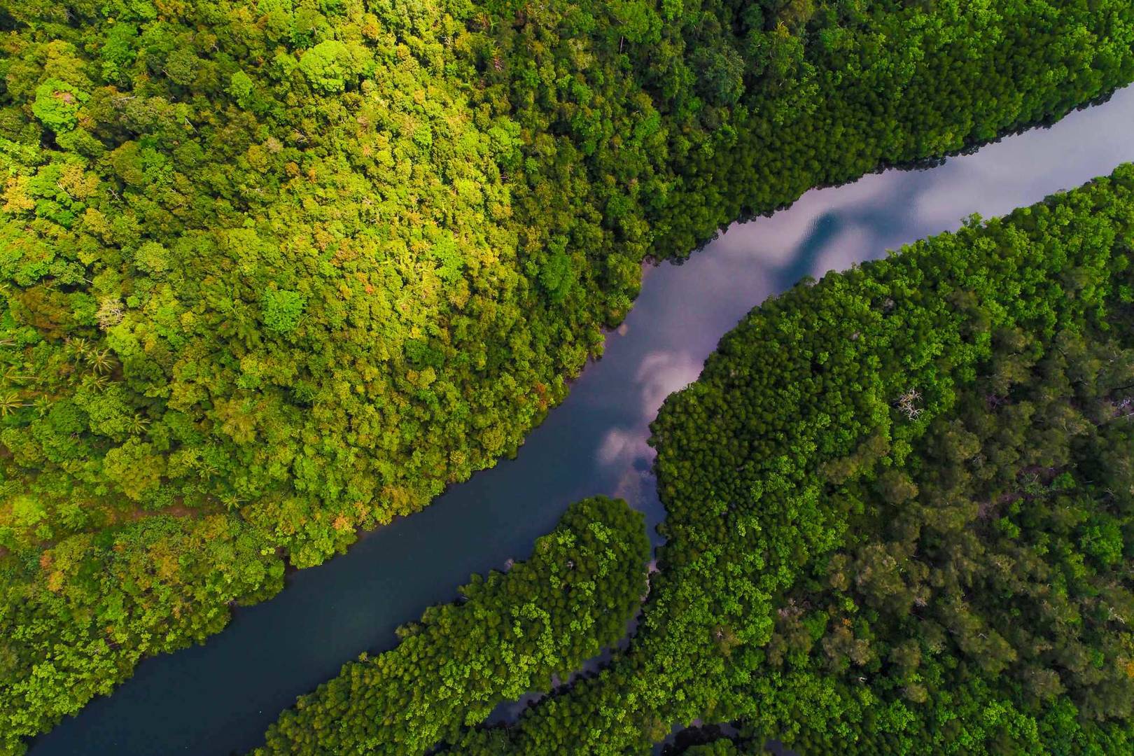 river and forest from above