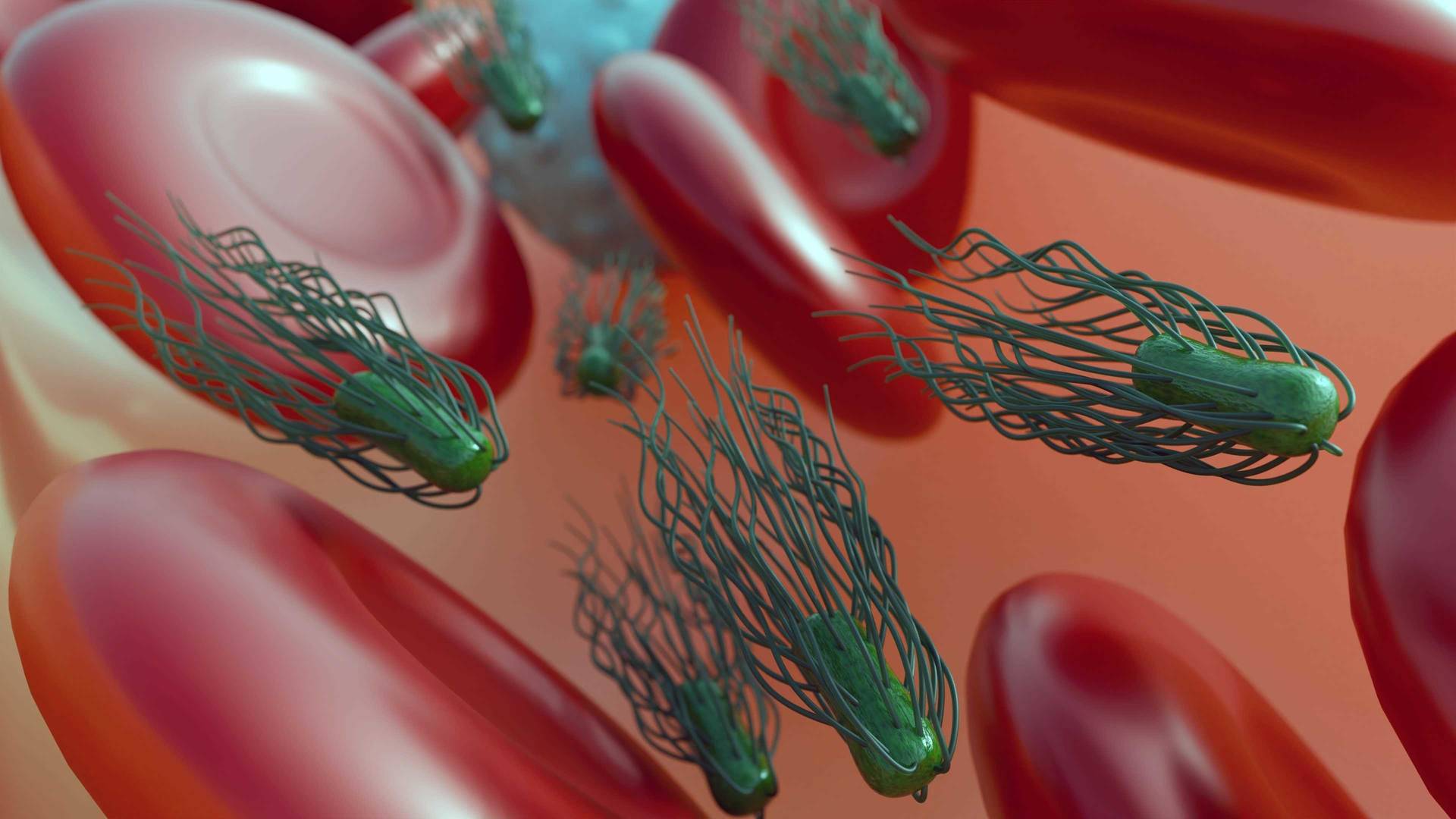 Proteus mirabilis can cause bloodstream infections by releasing endotoxin into the bloodstream; bacteremia 3d rendering.