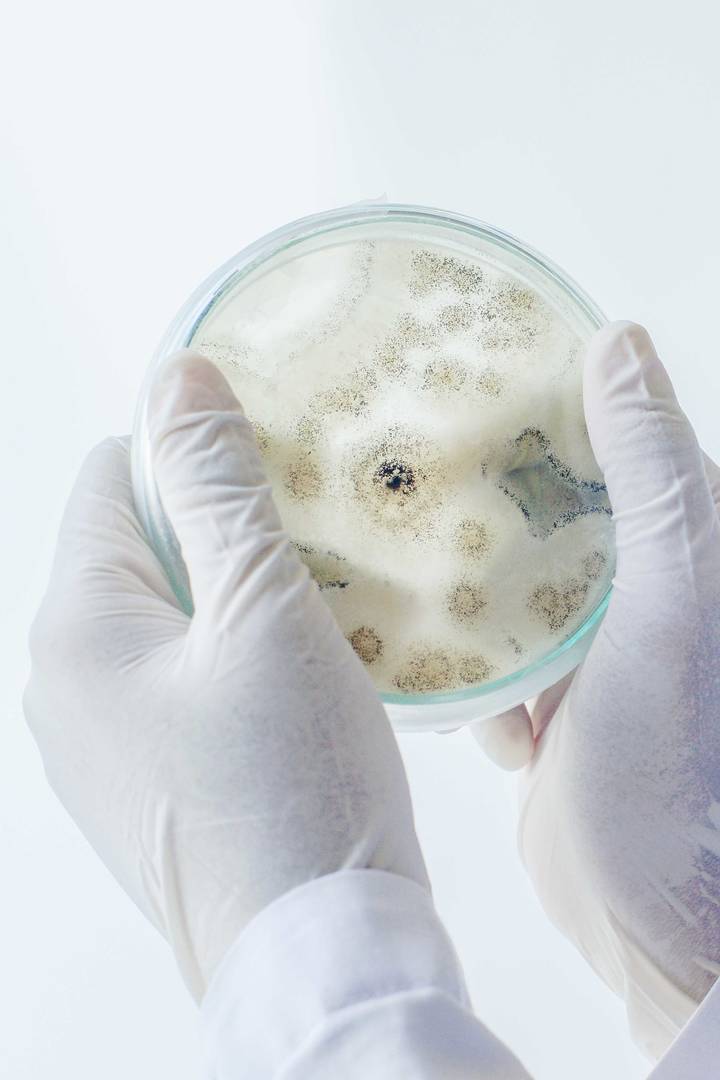 Händer med vita engångshandskar håller en petriskål med mikrobiologiskt prov i laboratoriemiljö